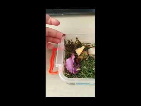 Видео: как ухаживать за божьей коровкой!?🐞🐞🐞