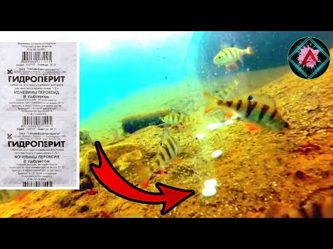 Видео: РЕАКЦИЯ РЫБЫ НА ГИДРОПЕРИТ / ПОДВОДНАЯ СЪЕМКА / ГИДРОПЕРИТ ПОД ВОДОЙ / ПЕРЕКИСЬ ВОДОРОДА В ДЕЛЕ
