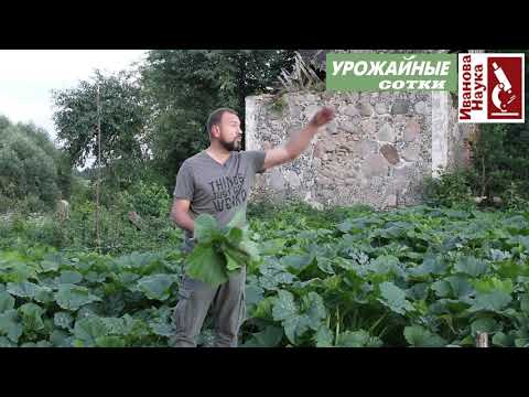 Видео: Зачем покупать, если можно получить БЕСПЛАТНО? Хитрости получения высококачественных семян.