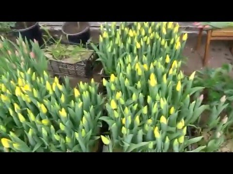 Видео: Вирощування тюльпанів від А до Я. Вигонка тюльпана під 8 березня