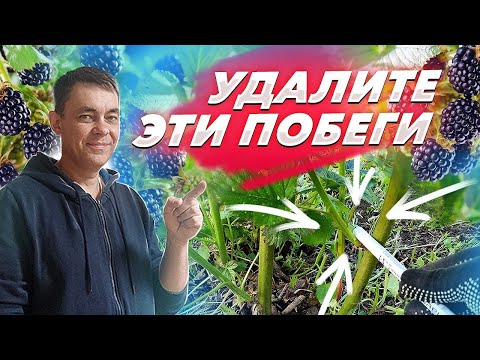 Видео: УДАЛИТЕ ЭТИ ПОБЕГИ НА ЕЖЕВИКЕ И БУДЕТ МНОГО КРУПНОЙ ЯГОДЫ / ВЫРАЩИВАНИЕ ЕЖЕВИКИ НА ДАЧЕ