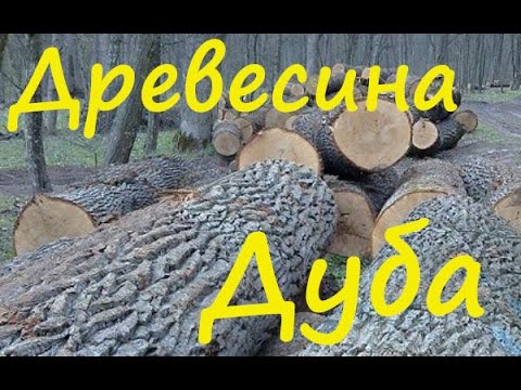 Видео: Древесина дуба