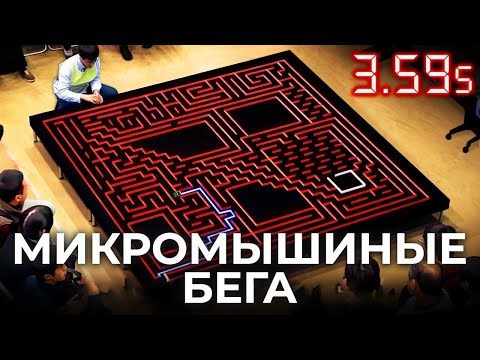 Видео: Микромышиные бега — самая быстрая гонка по лабиринту [Veritasium]