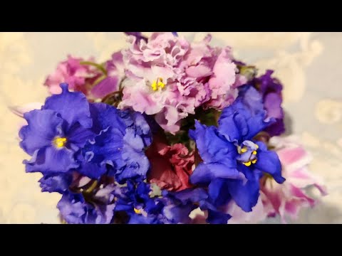 Видео: Обзор цветения фиалок под Новый год