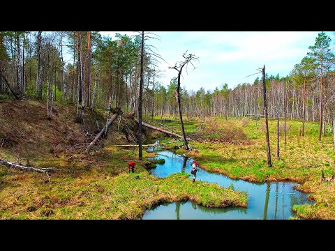 Видео: Щуки ЗВЕРЕЮТ после нереста! РУЧЕЙ КИШИТ РЫБОЙ! Приключения на лесной речке, первая рыбалка