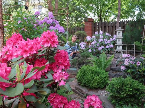 Видео: Обрезка рододендронов -вечнозеленых и листопадных