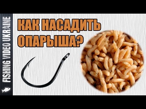 Видео: Как насадить опарыша на крючок | 1080p