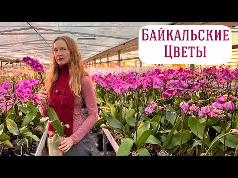 Видео: Китайские теплицы в Подмосковье | Новая поставка!