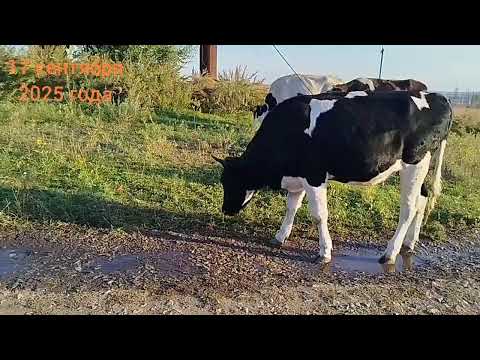 Видео: Веснушка пошла в стадо...