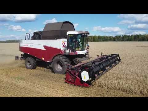 Видео: Панкрушихинский район, уборка урожая, сентябрь 2025