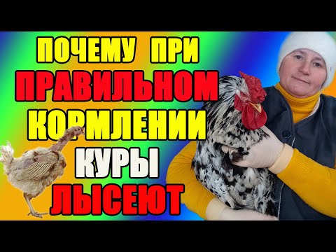 Видео: Почему при ПРАВИЛЬНОМ КОРМЛЕНИИ куры лысеют.