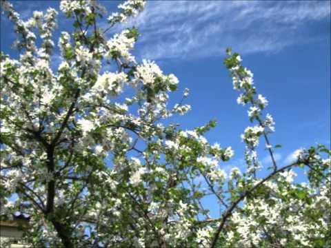 Видео: Моя Убинка.wmv