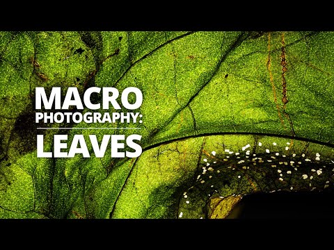 Видео: Как фотографировать листья — пошаговое руководство по макросъемке