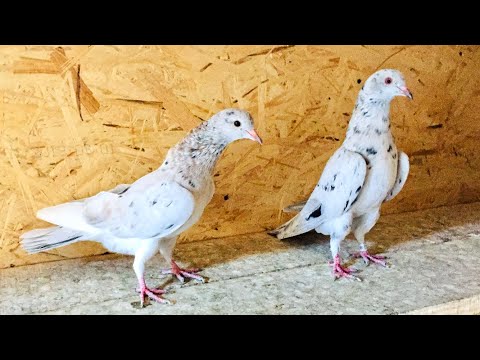 Видео: Бакинские голуби, большие потери! Baku pigeons, big losses!