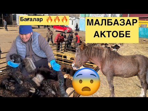 Видео: МАЛ БАЗАР АКТОБЕ 1.04.2023🔥ШОК БАГАЛАР🔥 1🍋 ҚОЙ