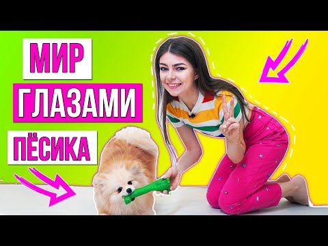 Видео: МИР ГЛАЗАМИ ПЁСИКА | СКЕТЧ