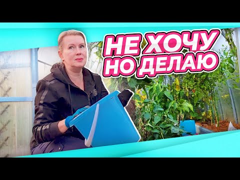 Видео: НЕКОГДА РЫДАТЬ | НАЧАЛА УБИРАТЬ ТЕПЛИЦУ | ПЕРВАЯ ГРИБАЛКА | ЗАГОТОВКА ПЕРЦА