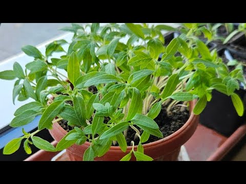 Видео: Пипер/ Домати.Сеитба/ Пикиране.