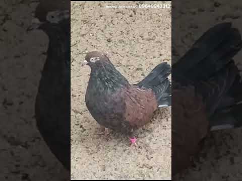 Видео: Кировоградские Сергея. г.Ртищево. Номер для связи:89649943313