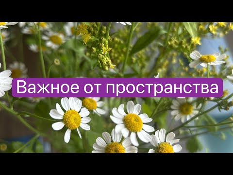 Видео: Нет, просто так не стать поэтом, нет, просто так никем не стать🪶🪄🪽