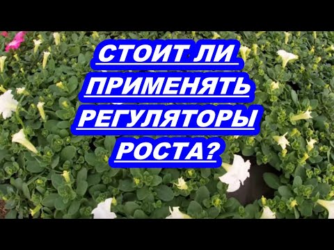 Видео: СТОИТ ЛИ ПРИМЕНЯТЬ РЕГУЛЯТОРЫ РОСТА?