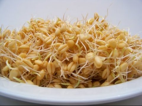 Видео: Семья Бровченко. Как проращивать пшеницу без трудностей за 2-3 дня.