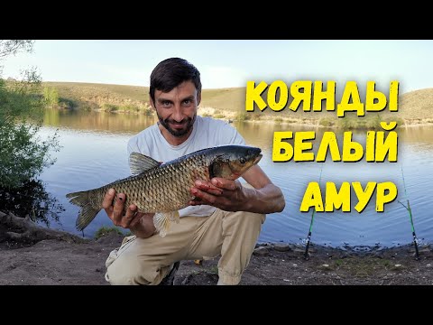 Видео: Кояндинское водохранилище и Белый Амур