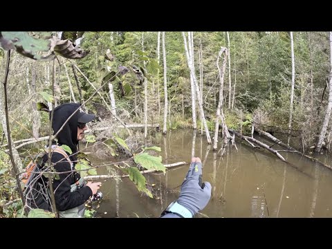 Видео: Сказка ручья и его форелевая магия