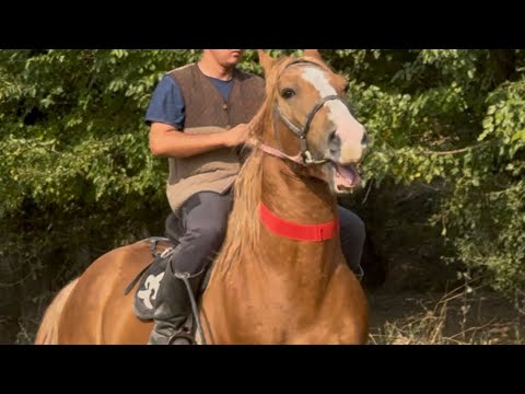 Видео: Сыны Келишкен Ат чыкты +996-509-035-101.  4 октября 2025 г.