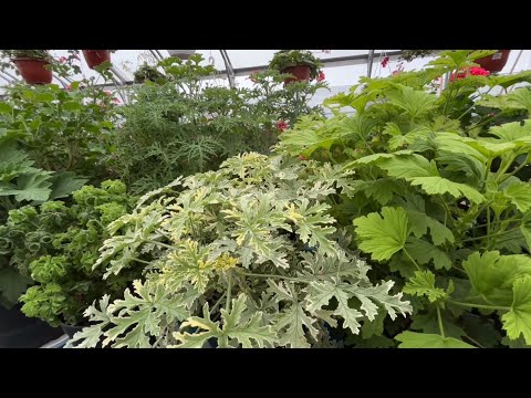Видео: Обзор 40 сортов душистых пеларгоний