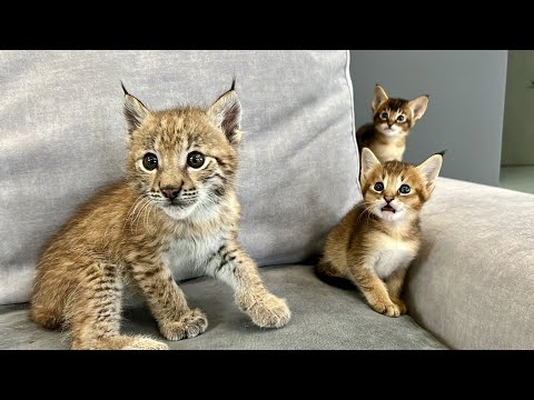 Видео: Невеста для рысёнка Локи — Арья! 😻 Реакция на четверых котят чаузи 😹