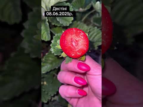 Видео: Увага ‼️ 🍓Огляд полуниці Брілла, Мармелада, Дестіні та Сибіли!!! 🍓 
