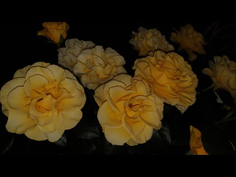 Видео: Обзор 37 сортов роз. Говорю о каждой 👌