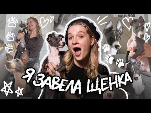Видео: Я ЗАВЕЛА СОБАКУ! (я мечтала об этом всю жизнь)
