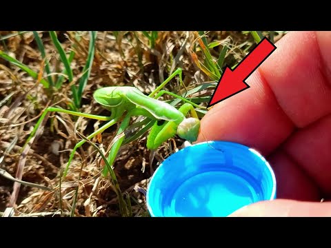 Видео: Предложил БОГОМОЛУ воды во время засухи! То что случилось дальше - НЕВЕРОЯТНО. Субтитры.