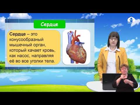 Видео: 4 класс / Родиноведение / Система кровообращения / 12.05.20
