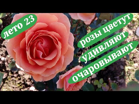 Видео: 🌹Розы, первая волна цветения. Самые красивые и любимые сорта.