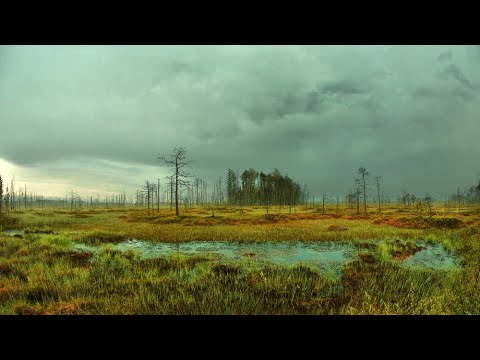 Видео: Дурная слава Васюганских болот