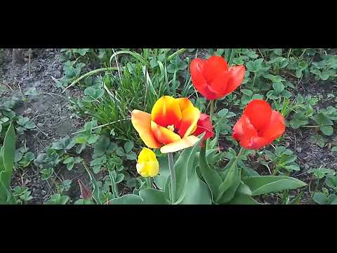 Видео: Тюльпаны позднего срока цветения