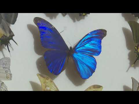 Видео: Коллекцию из необыкновенных бабочек собрал сибирский энтомолог