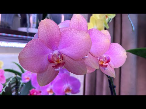 Видео: Орхидея Беби Динамит и не только , поднимаем  настроение красотой