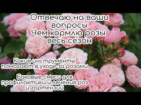 Видео: Чем кормлю розы весь сезон/Выращиваю сильные розы от посадки до цветения/Препараты для профилактики