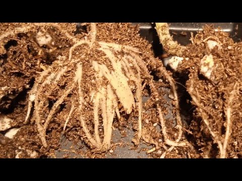 Видео: Корневин/Clonex/Dr.Root/Germon/Фитоклон - какой укоренитель победит? Узнаем в этом видео!