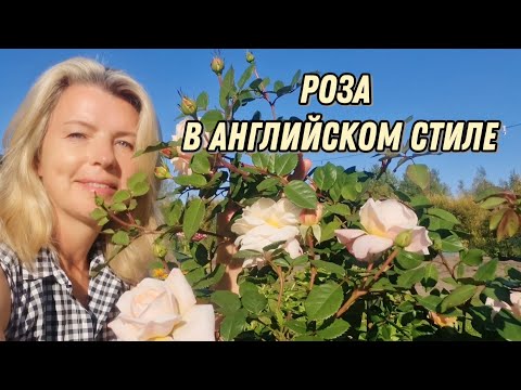 Видео: Крокус Роуз - романтика в саду