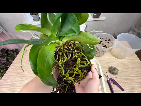 Видео: оказался ЖИВОТВОРЯЩИЙ для корней орхидеи // орхидеи после пересадки