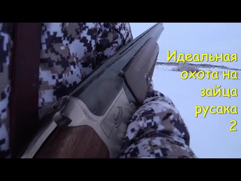 Видео: Идеальная охота на зайца русака 2
