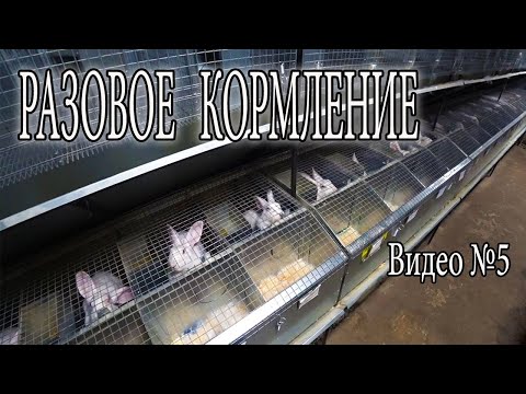 Видео: ПОЧЕМУ КОРМЛЮ КРОЛЬЧАТ 1 РАЗ В СУТКИ