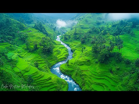 Видео: Нежная исцеляющая музыка 🌿 Расслабьтесь и восстановите нервную систему | Успокаивающая музыка для в