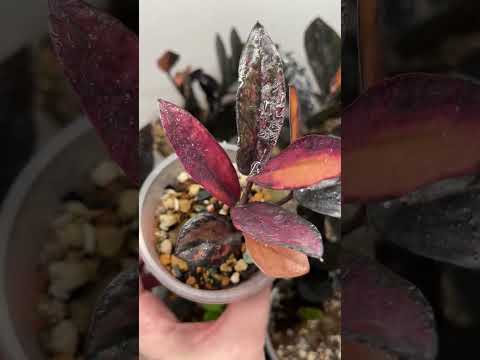 Видео: Залипательный обзор замиокулькасов 