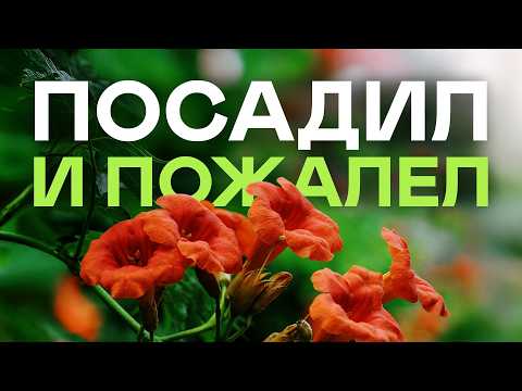 Видео: Никогда Не Сажайте Эти Растения! И Вот Почему...